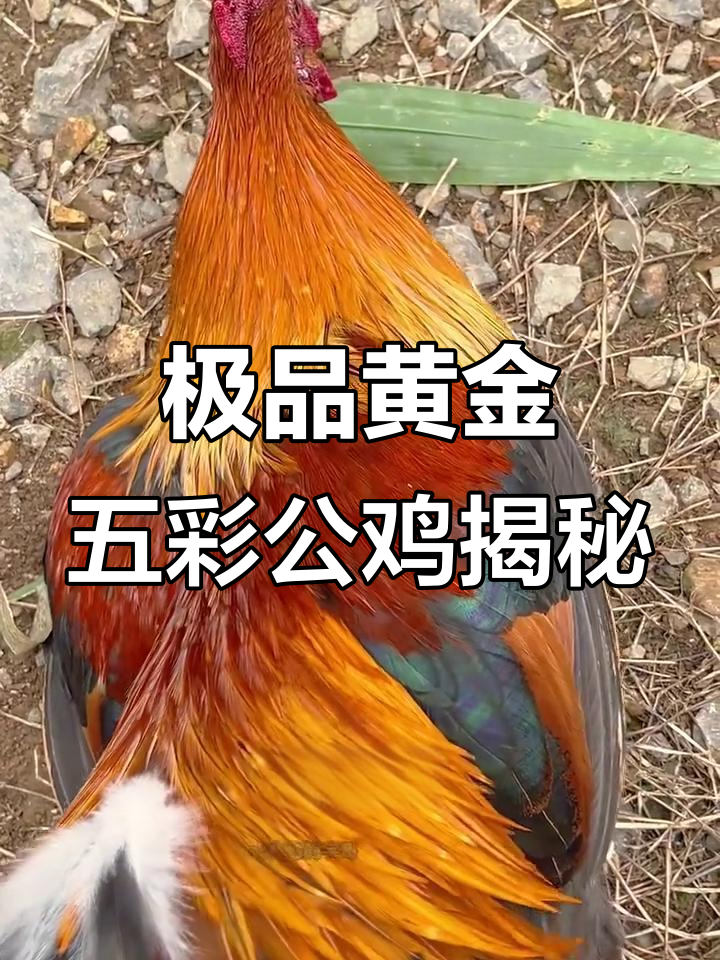 网友帮忙找黄金五彩大公鸡，结果真让人哭笑不得