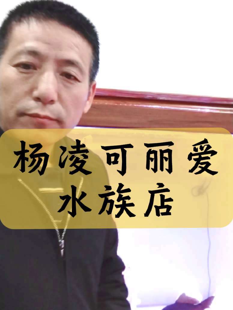 杨凌可丽爱水族店极品台湾的蝴蝶鲤鱼 杨凌恒煜水族馆 杨凌 杨凌鱼闻天下 杨凌养鱼达人