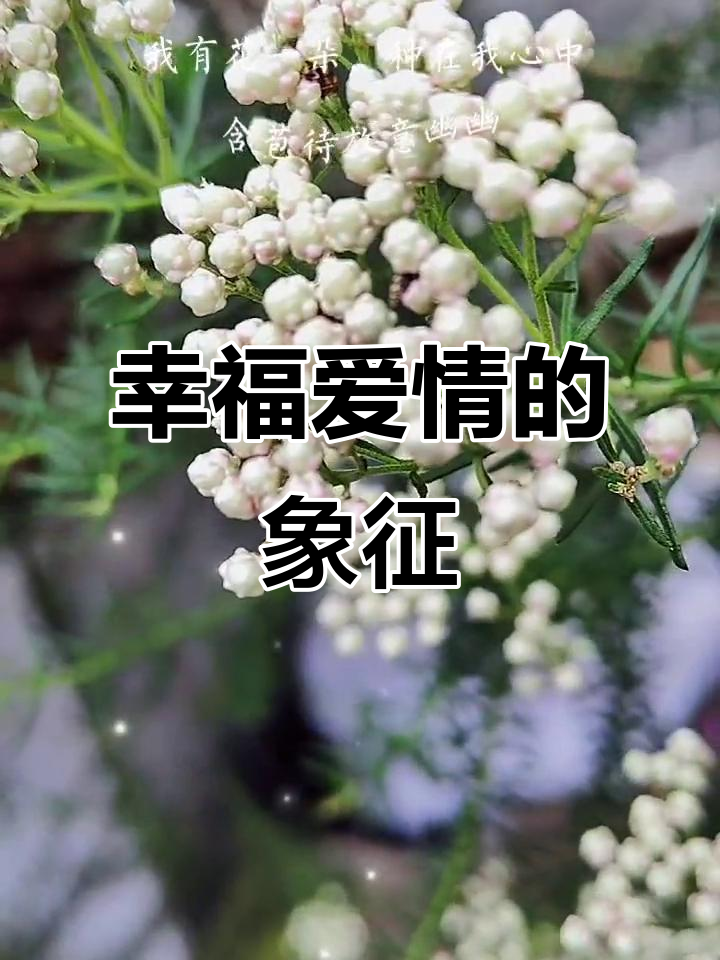 白欧石楠的花语:幸福的爱情,绽放的力量