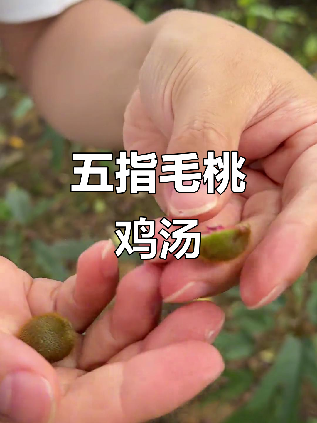 五指毛桃与无花果同源,煲汤美味你试过吗?