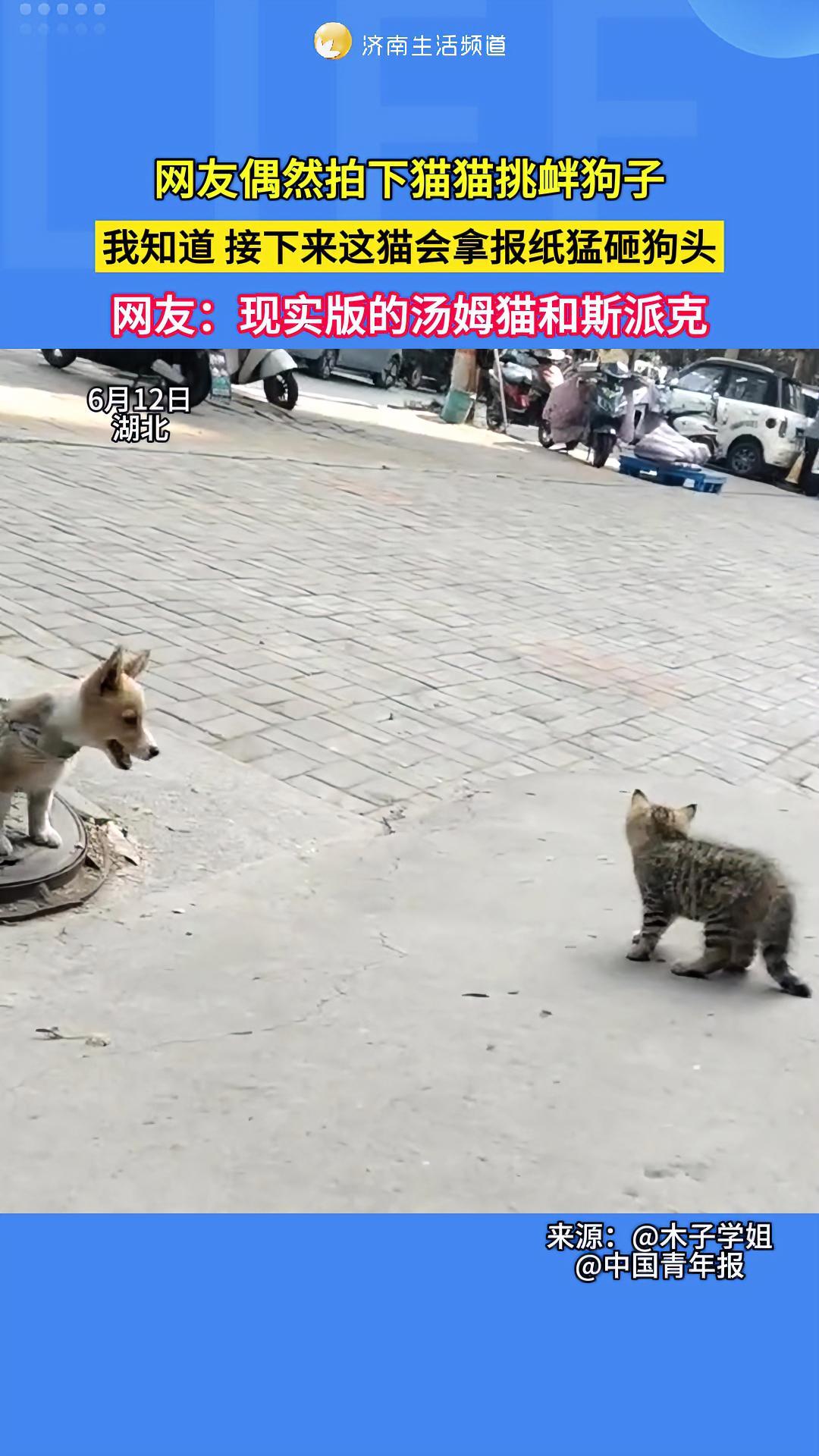 6月12日,湖北。网友偶然拍下猫猫挑衅狗子,我知道,接下来这只猫会拿包子猛砸狗头,网友:现