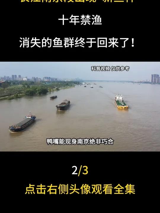 长江南京段出现“新鱼种”，十年禁渔，消失的鱼群终于回来了！