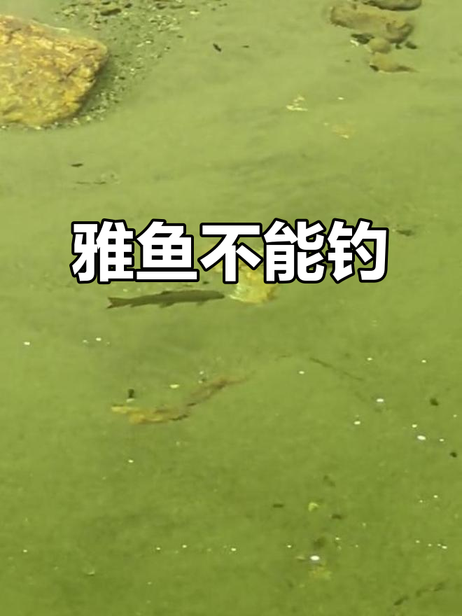 唐家河裂腹鱼,国家二级保护动物,禁止钓鱼!