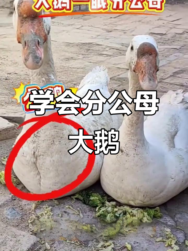 公鹅母鹅一眼识,教你分辨技巧