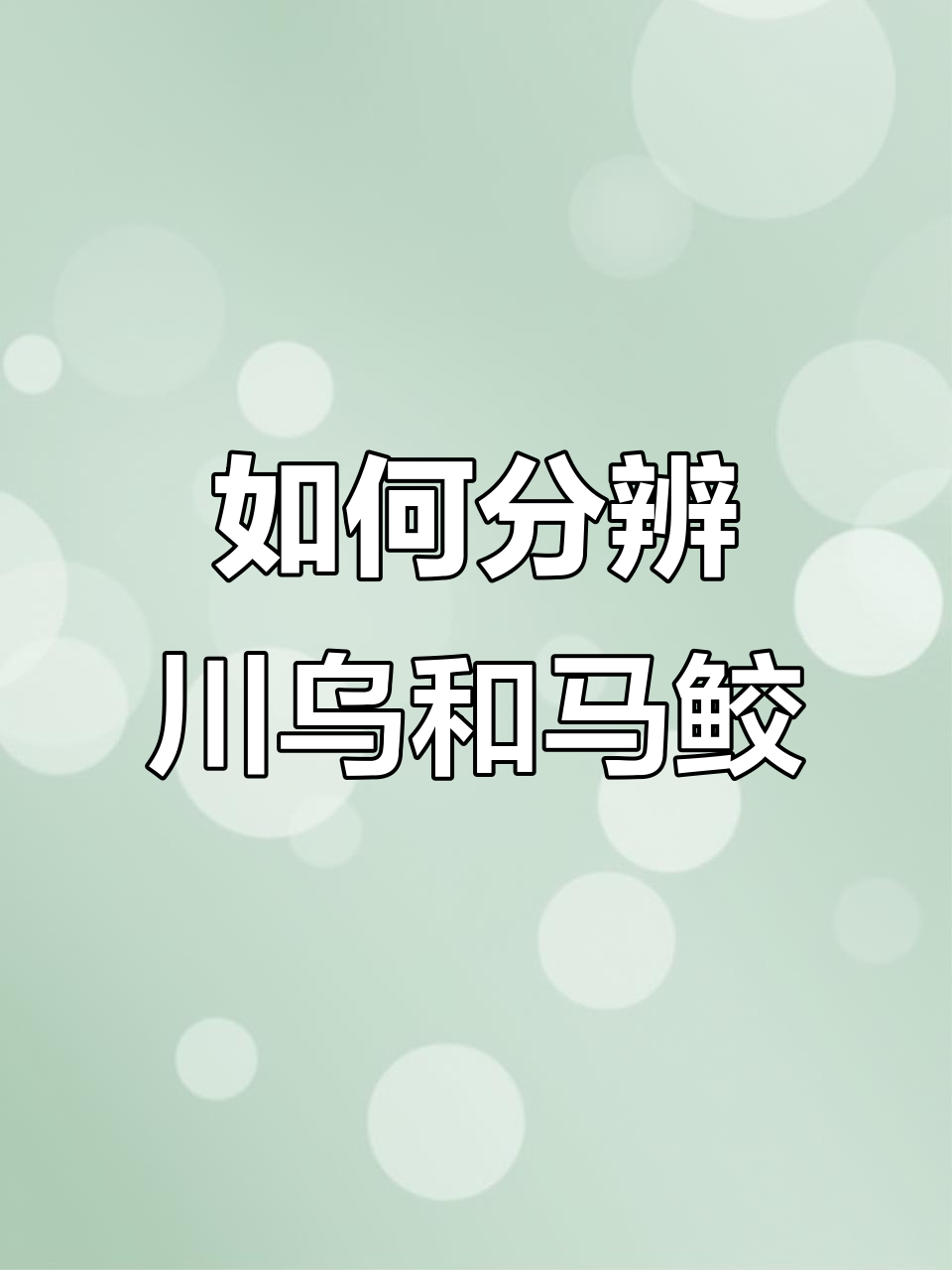 川乌与马鲛鱼如何区分?教你一招轻松辨别