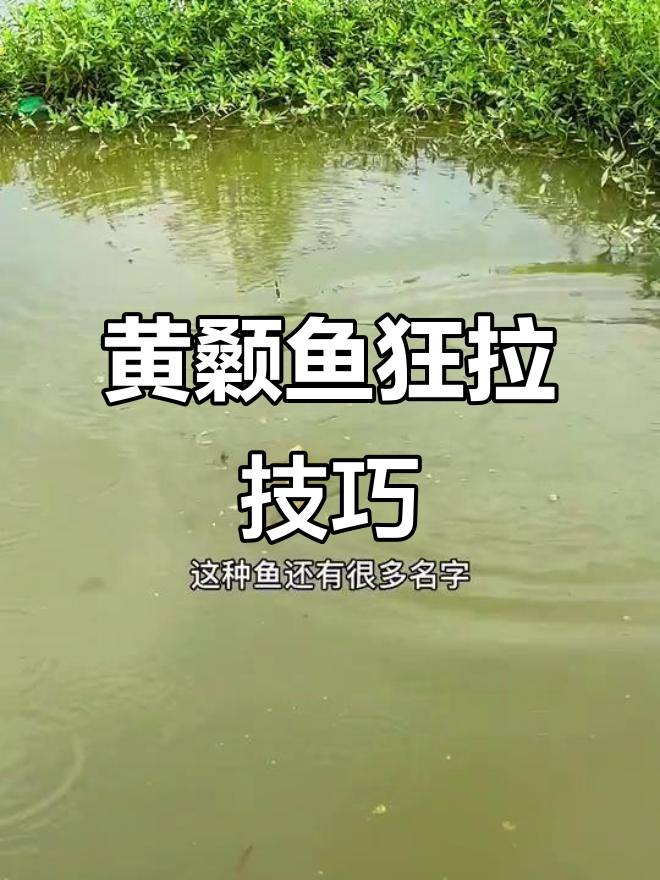 学会黄颡鱼钓法,轻松爆护!