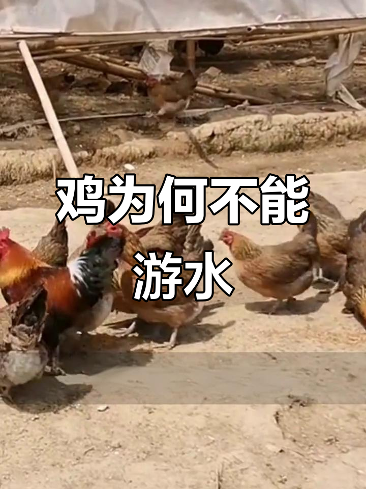 为什么鸡不会游泳,而鸭鹅却是水中的高手?