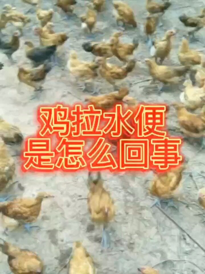 小鸡仔拉水便吃什么药 鸡拉稀水便怎么办