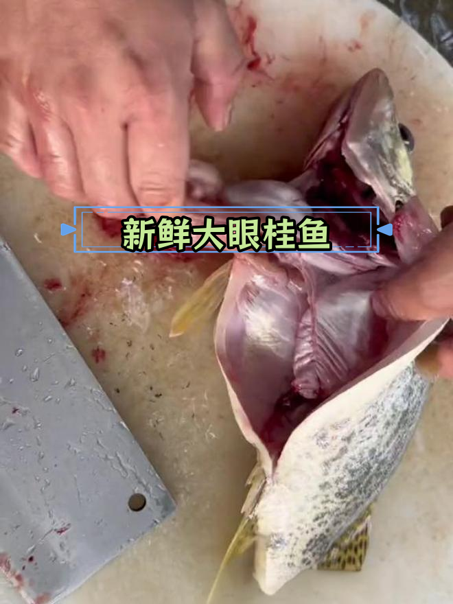 大眼桂鱼:鳞小肉嫩,肚里藏惊喜