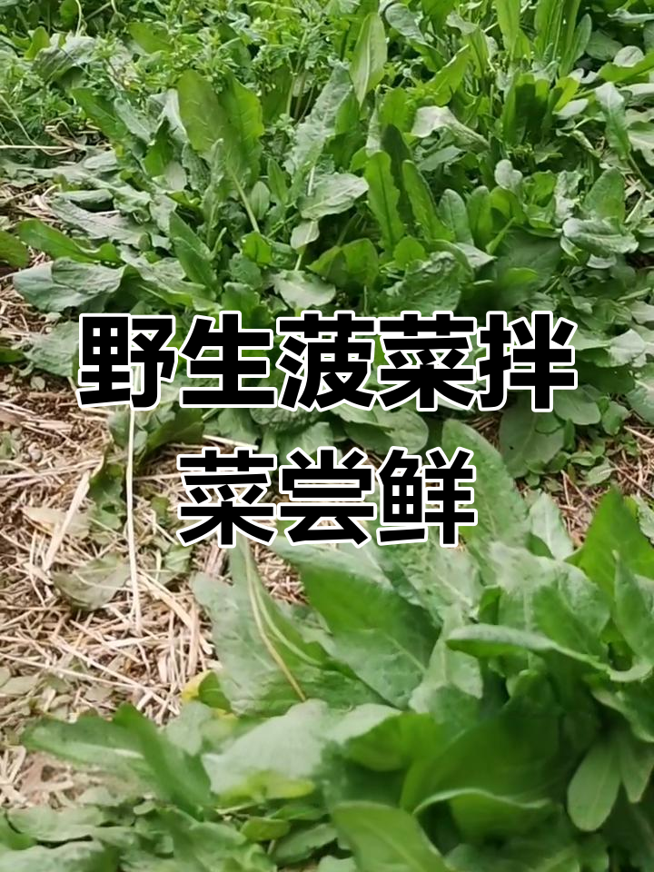 野菠菜凉拌新吃法,营养满满超有味