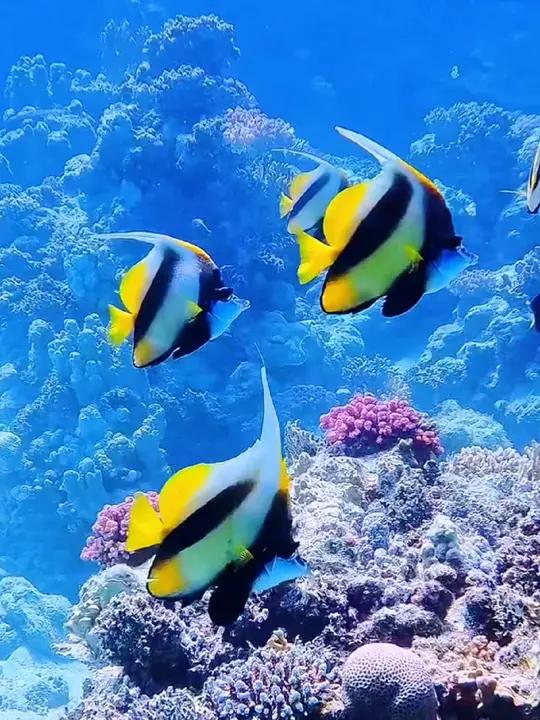 唯美的海底意境，五彩斑斓的鱼儿自由自在的海中游