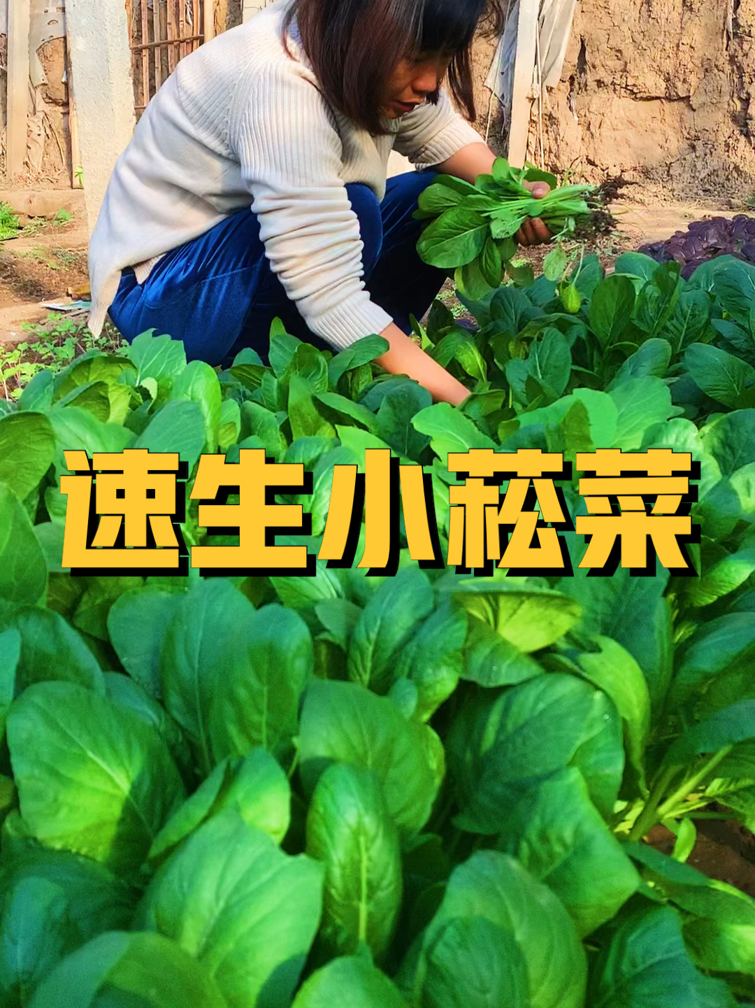 速生小菘菜
