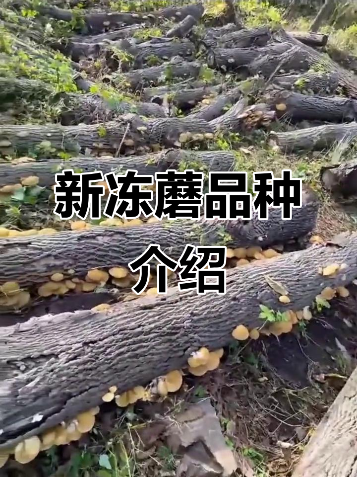 冻蘑新品种:木段专用高产菌种,秋天就能出菇
