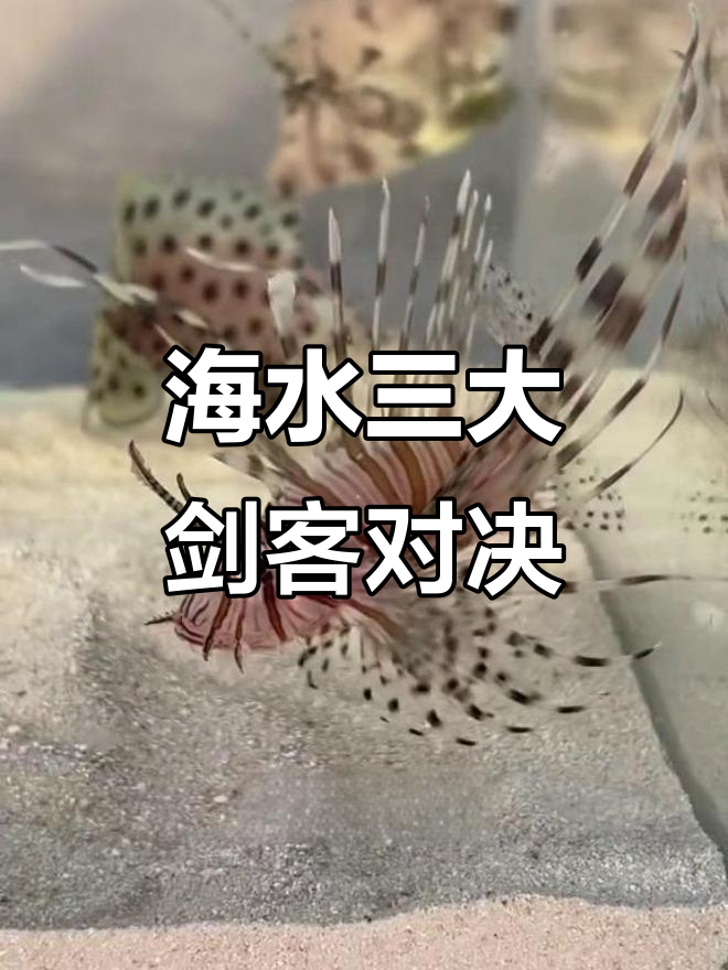 海水三巨头狮子鱼、老鼠斑与剥皮牛大比拼,谁能笑到最后?