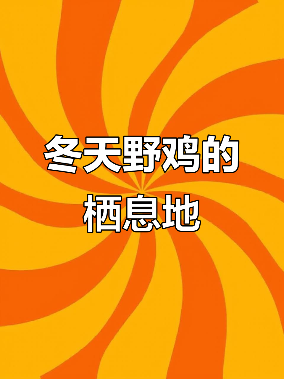 冬季野鸡藏身地大揭秘,雪地里追逐战有趣极了
