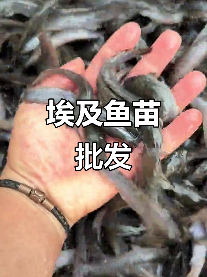 埃及鱼苗源头直供,1斤60～70条优质塘鲺