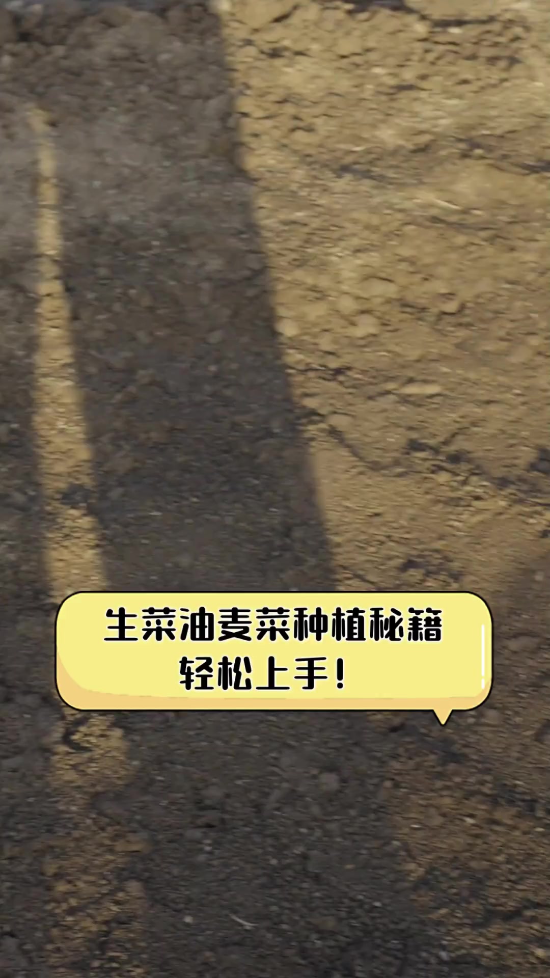 生菜油麦菜种植秘籍,轻松上手!