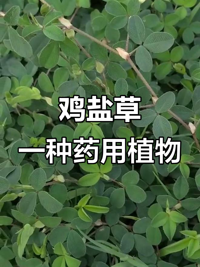 常见杂草竟是民间良药,鸡盐草的药用价值你知道吗?
