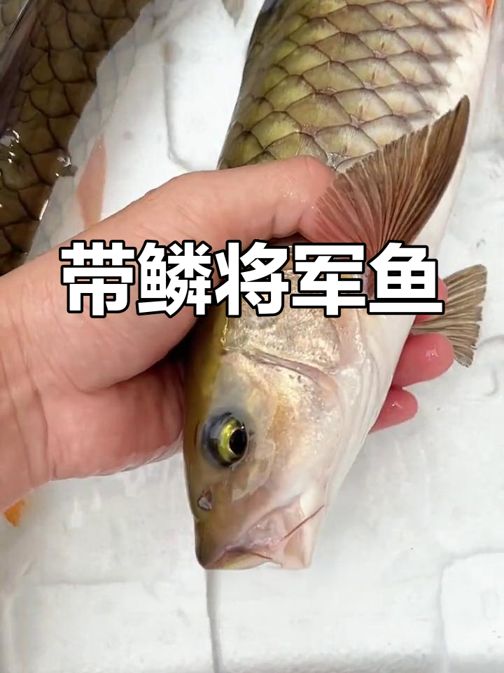 将军鱼:带鳞烧制的独特美味