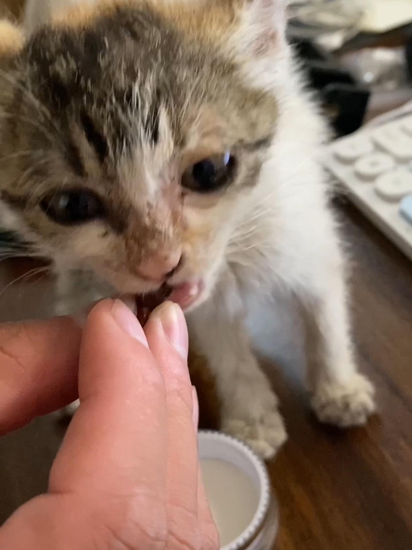 希望小花吃了鱼油,能够多长点毛毛,你看别的小猫咪身上都有很多毛毛 萌宠好物 记录猫咪日常