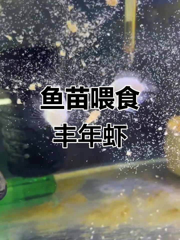 鱼苗丰年虾实验,迷你鹦鹉和黄金大胡子成长记