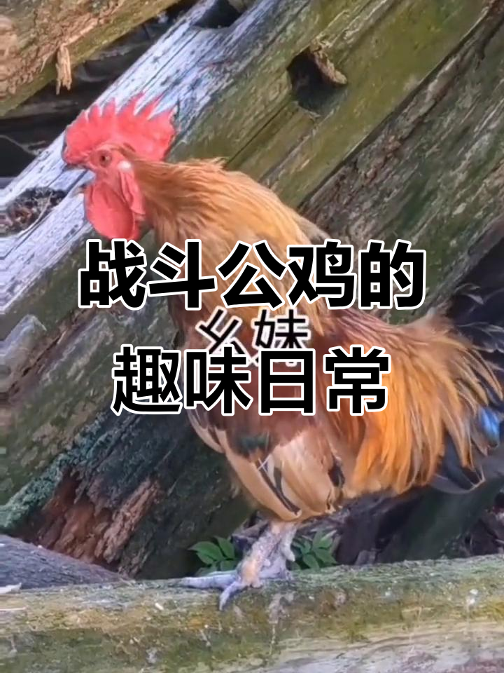 公鸡中的战斗机,搞笑生活大作战