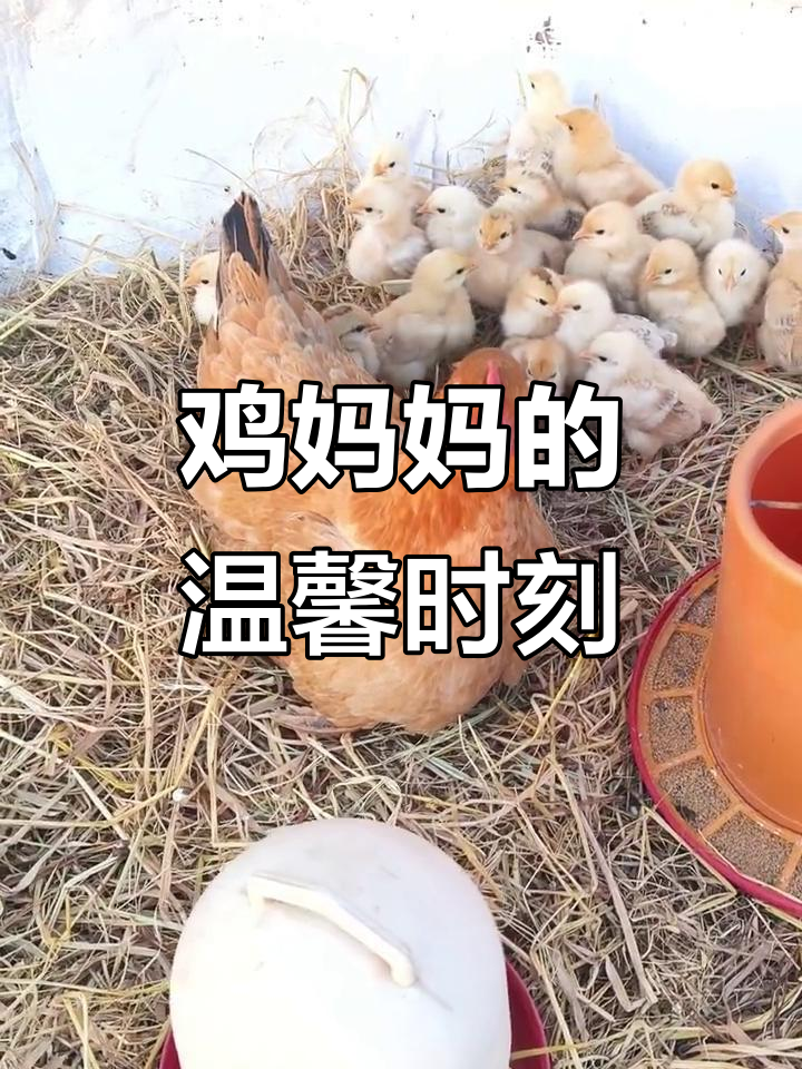 鸡妈妈和小鸡仔的乡村日常,守护人崔崔带来温暖故事