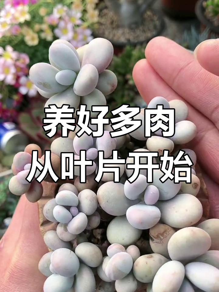 如何让多肉叶片变得更圆更可爱?控养技巧大公开