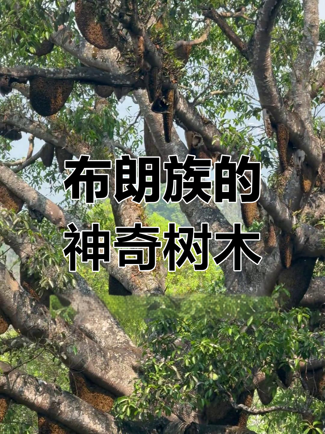 探秘云南澜沧景迈山的神秘神树,感受布朗族文化