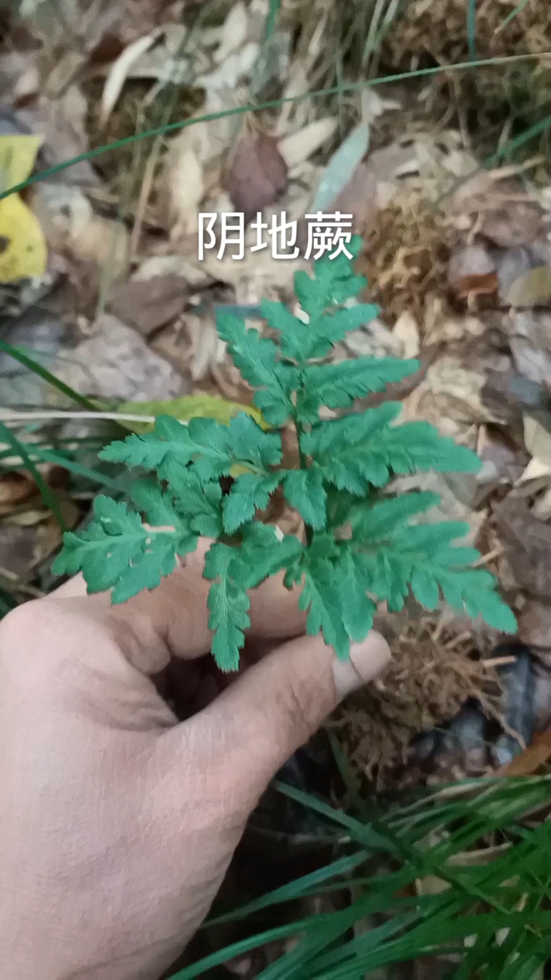 阴地蕨