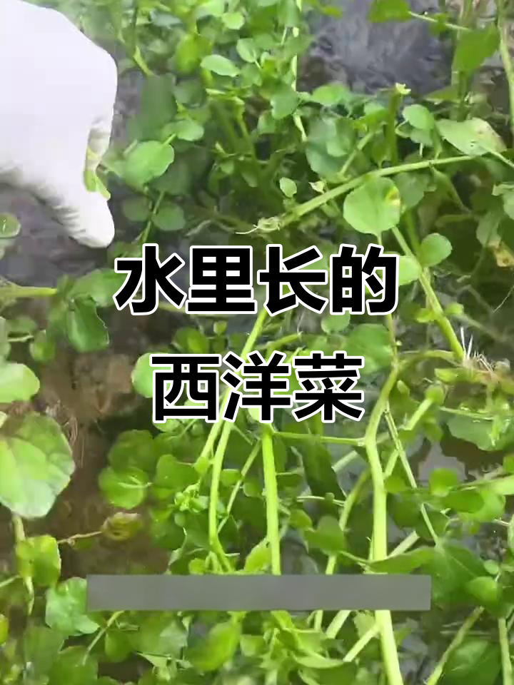 西洋菜:生长在溪流中的神奇蔬菜,口感鲜美又营养丰富