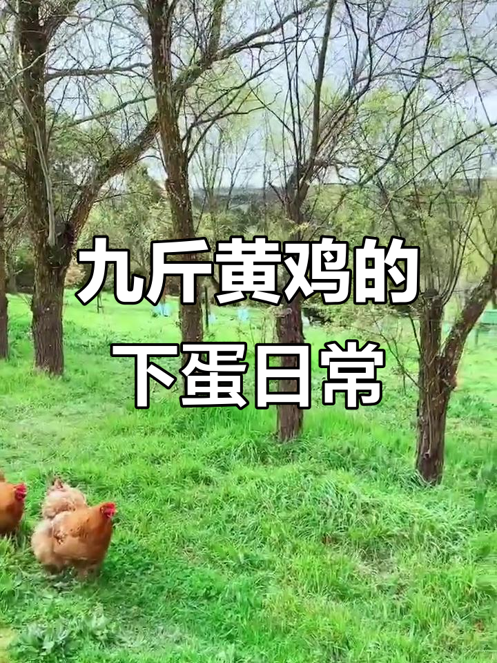 三只鸡天天下蛋，飞奔而来抢食吃