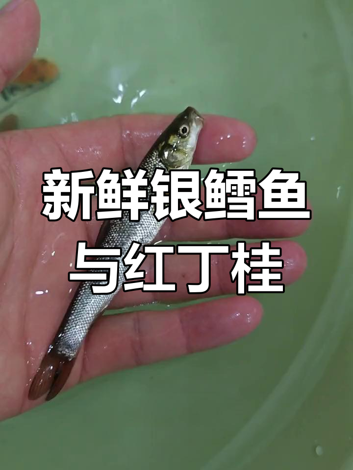 银鳕鱼和红丁桂到货,状态良好!
