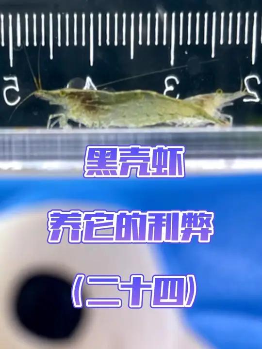 新手从0开始学养鱼「第二十四节」鱼缸里面放黑壳虾的利弊,少量放有好处。但是有攻击性或者大体