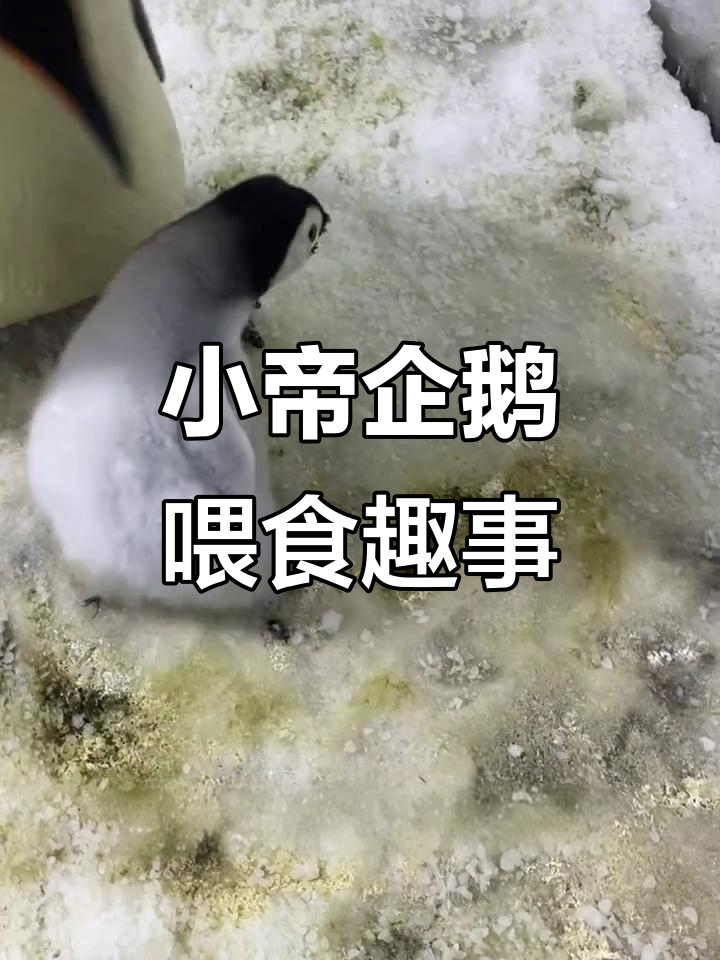 帝企鹅宝宝首次尝试吃鱼,萌态十足超可爱