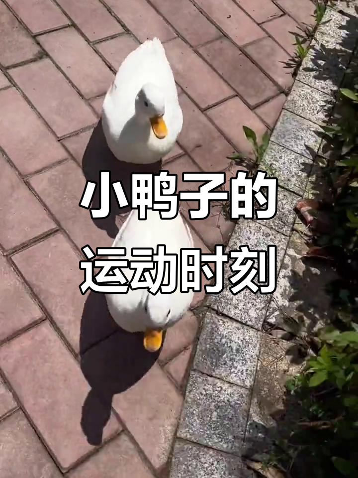 小鸭子跑步大作战,萌宠健康挑战赛