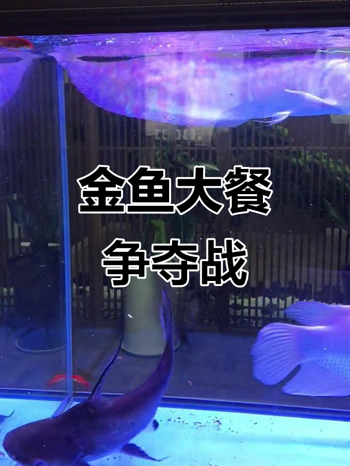 虎鲨捕食小金鱼的惊险瞬间,银龙鱼也来抢饭吃!