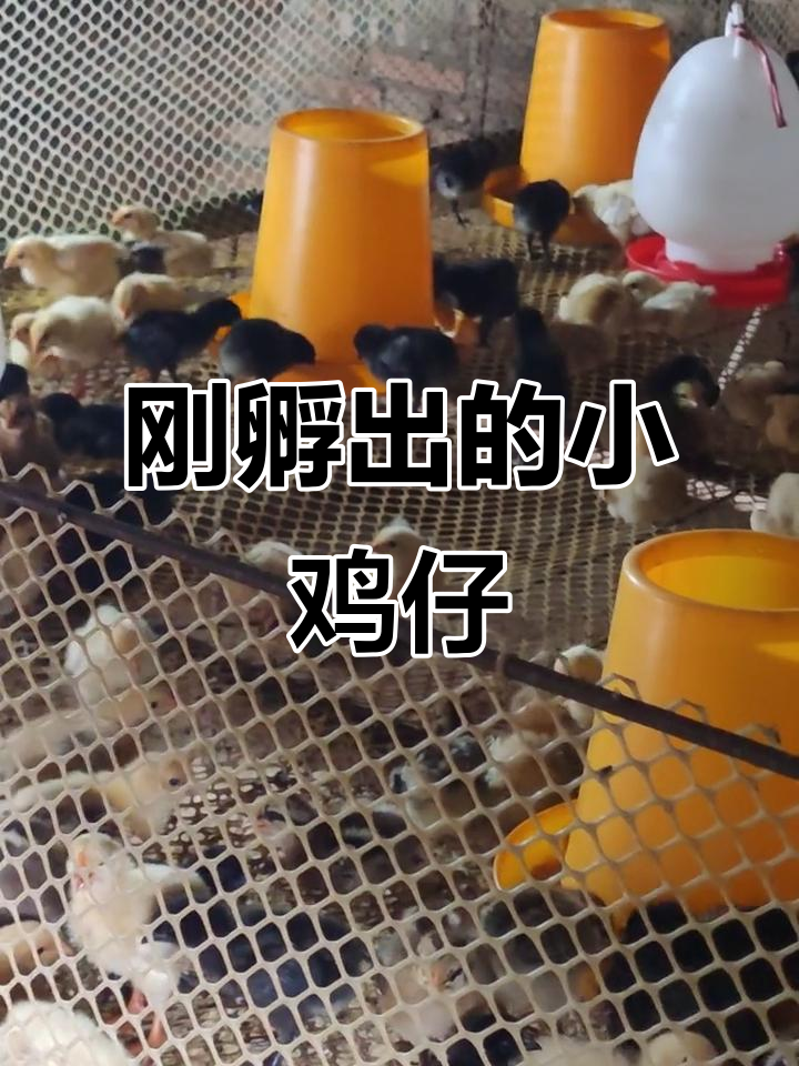 小鸡仔成长记:从孵化到生蛋全过程