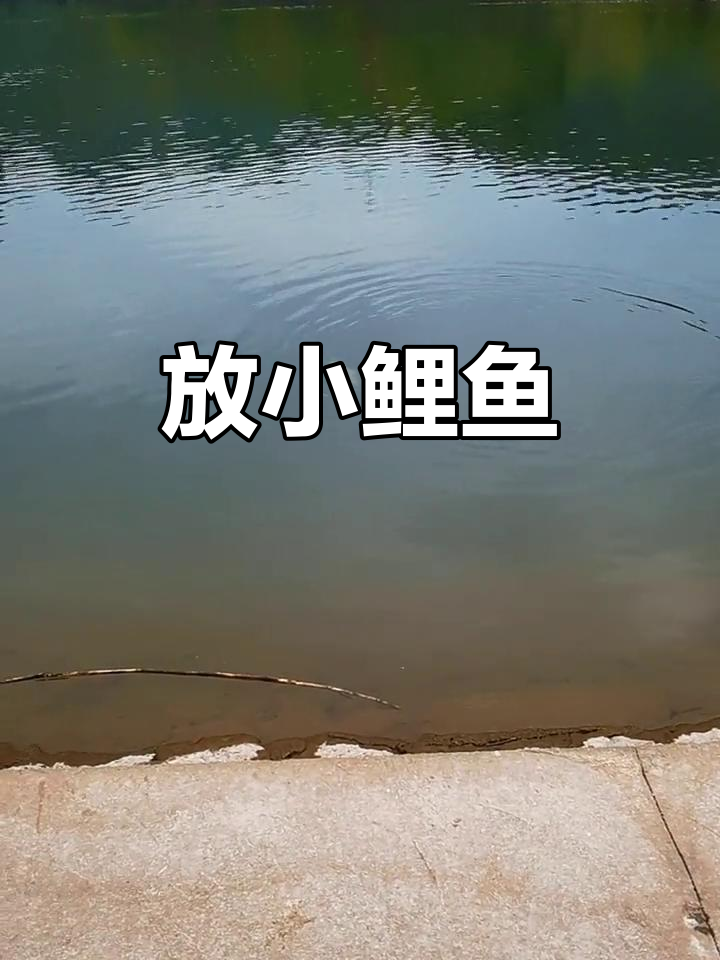 小鲤鱼放生,慢慢游动真可爱