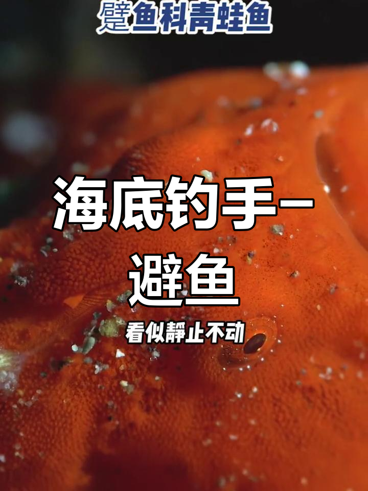 海底钓鱼大师:躄鱼科青蛙鱼的伪装与猎食技巧