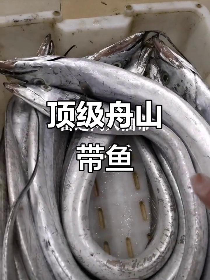 舟山雷达网带鱼,天花板级别鲜嫩美味