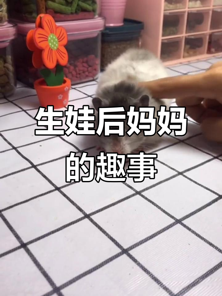 刚生完仔仔20天的妈妈,被最凶妹妹咬人,腿上大肥肉超搞笑