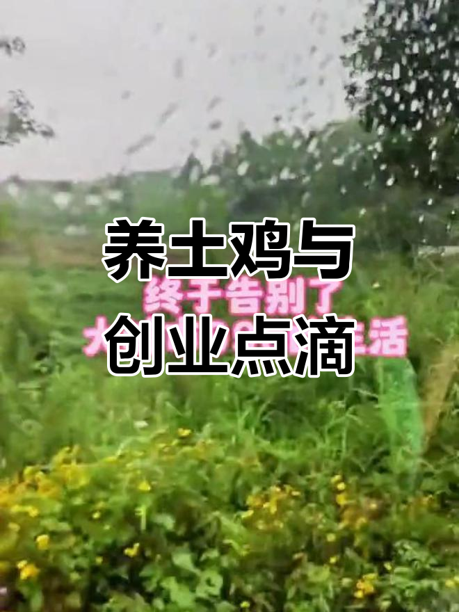 创业路上的酸甜苦辣,从养土鸡到广告牌的成长