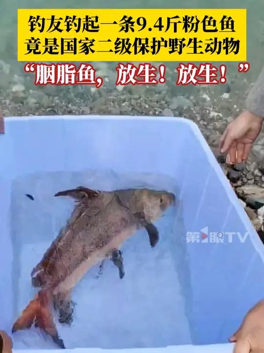 12月21日，重庆武隆区一钓友在乌江边钓起一条9.4斤粉色鱼，经护渔队确认，竟是国家二级保
