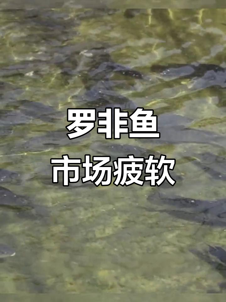 中秋后罗非鱼市场低迷，广东价格下跌，海南供应紧张