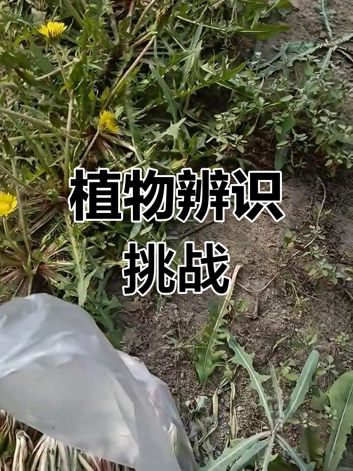 蒲公英与苦苦菜,你能分得清吗?