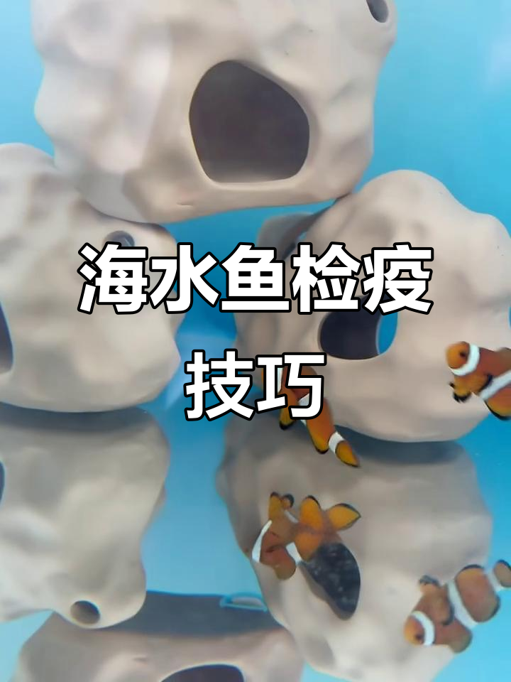 小丑鱼蓝吊入缸前,检疫清洁全过程揭秘