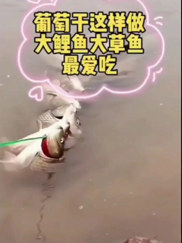 葡萄干这样做 大鲤鱼大草鱼大鲫鱼抢着吃……