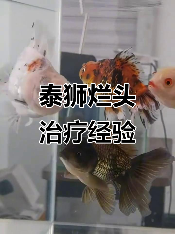 泰狮金鱼烂头险死,如何救回?