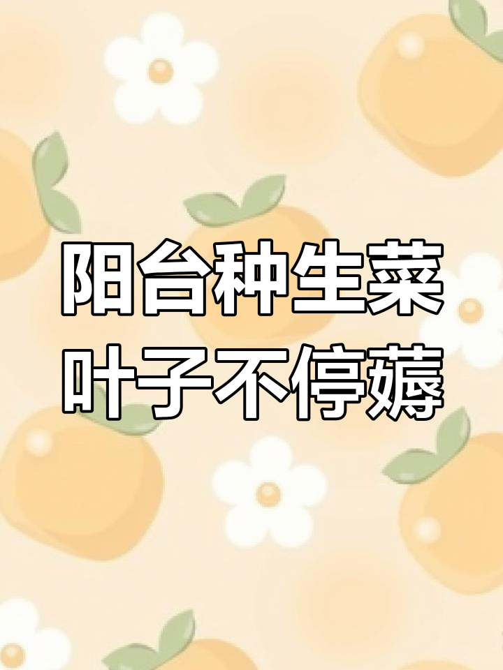 阳台生菜快速生长,水肥跟上叶子不断摘